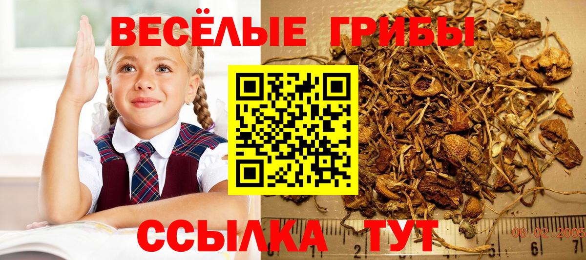 Кольчугино  наркошоп  Вход с VPN  Псилоцибиновые грибы мицелий 